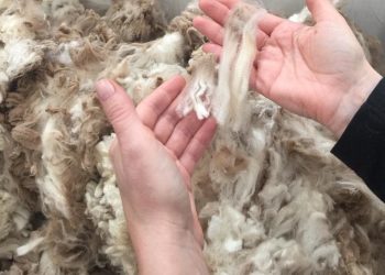 Diciembre comenzó con una leve caída del mercado australiano