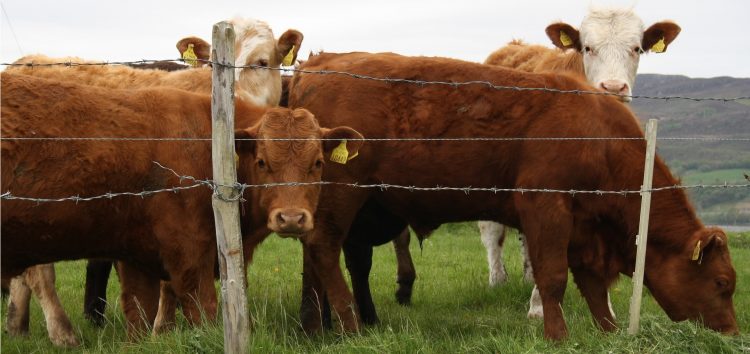 El mercado de haciendas cambia la pisada y comienza a subir