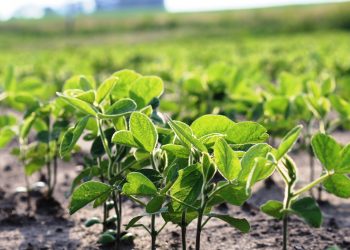 La soja muestra cambios en el sistema de producción