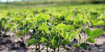 La soja muestra cambios en el sistema de producción