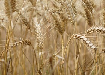 DIEA: récord de rendimiento de trigo y cebada cervecera
