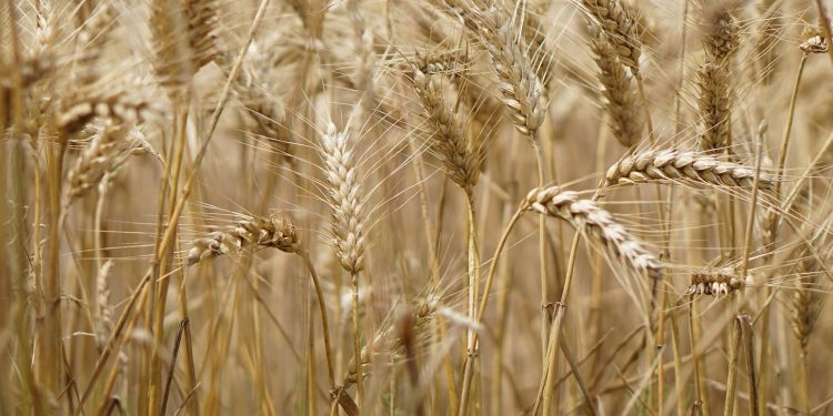 DIEA: récord de rendimiento de trigo y cebada cervecera