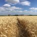 Los cultivos de invierno cierran con rendimiento y calidad de destaque