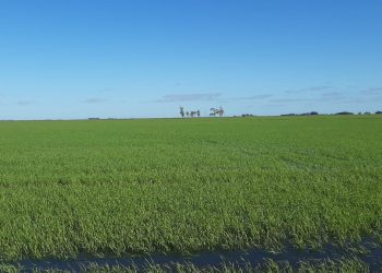 Precio del arroz: “el arbitraje no es una situación conflictiva”