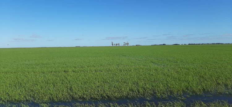 Precio del arroz: “el arbitraje no es una situación conflictiva”