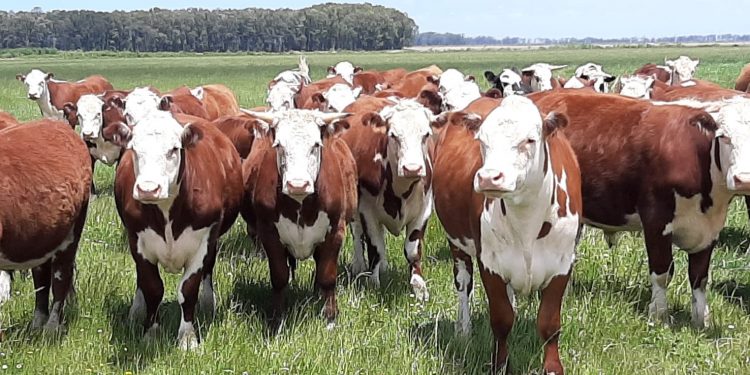 Luego de diez semanas de caída, el ganado comienza a recuperarse