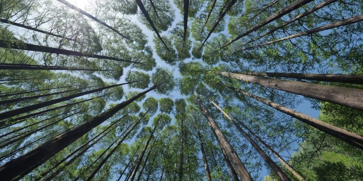 Agroproyección 2021: En 2019 la forestación exportó por US$ 1.900 millones