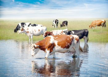 Mercado ganadero: cambio de escenario