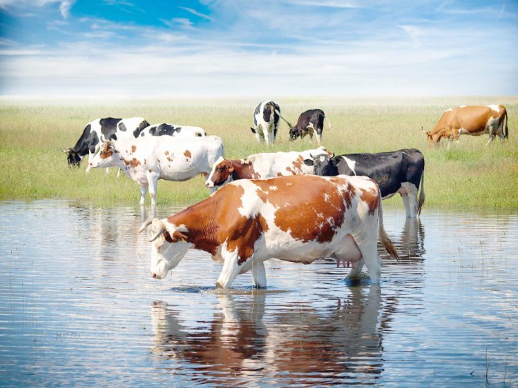 Mercado ganadero: cambio de escenario