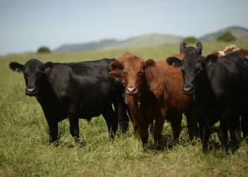 Ganadería: objetivos en un escenario cambiante