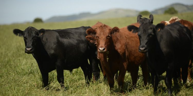 Ganadería: objetivos en un escenario cambiante