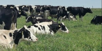 Creció en 2020 la comercialización en la industria lechera