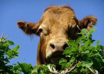 Fuerte caída de la faena con valores que se afirman