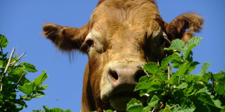 Fuerte caída de la faena con valores que se afirman