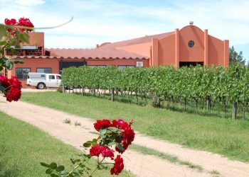 Bodega Pisano apuesta a la diferenciación