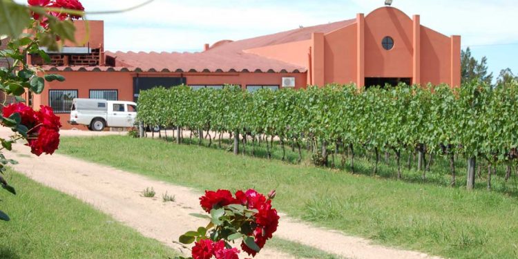 Bodega Pisano apuesta a la diferenciación