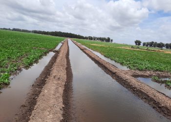 Arroceros tras la implementación del riego en cultivo de soja