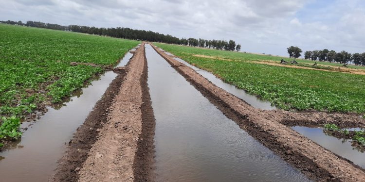 Arroceros tras la implementación del riego en cultivo de soja