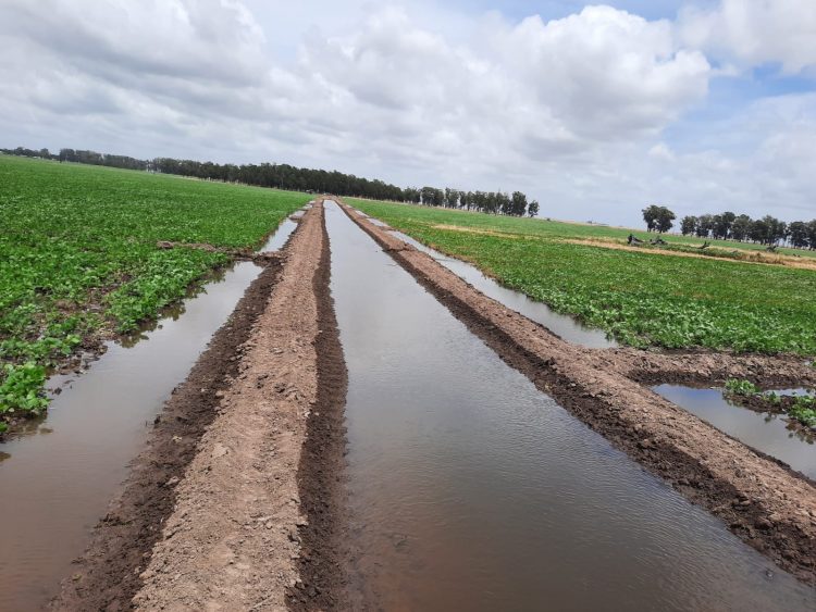 Arroceros tras la implementación del riego en cultivo de soja