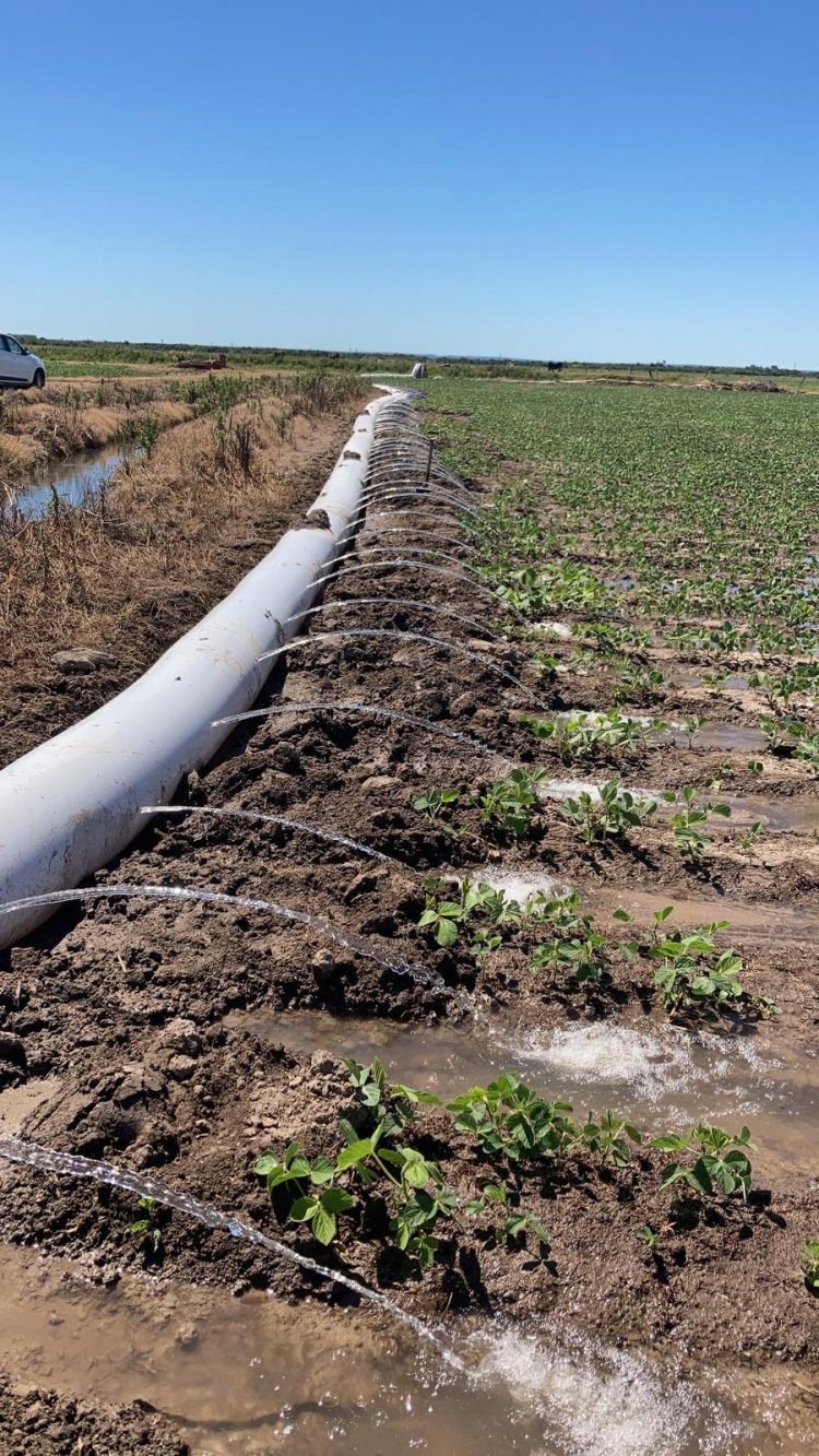 Arroceros tras la implementación del riego en cultivo de soja