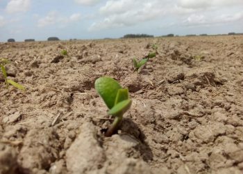A pesar de la sequía hay confianza de buenos resultados para la soja