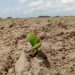 A pesar de la sequía hay confianza de buenos resultados para la soja