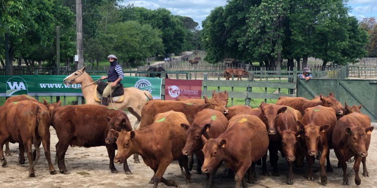 El clima tiene una incidencia relevante en el precio del ganado