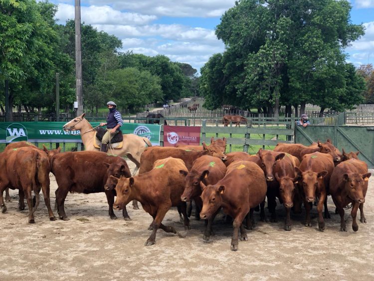 El clima tiene una incidencia relevante en el precio del ganado