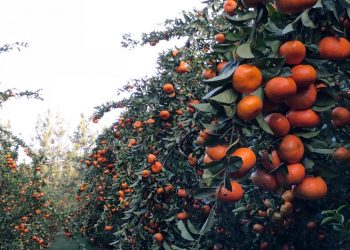 Trabajador citrícola agradecido