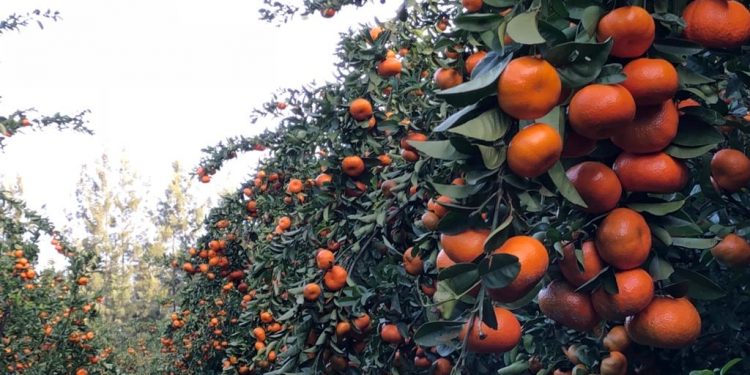 Trabajador citrícola agradecido