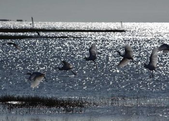 Laguna Merín: Playas de agua dulce y tranquila