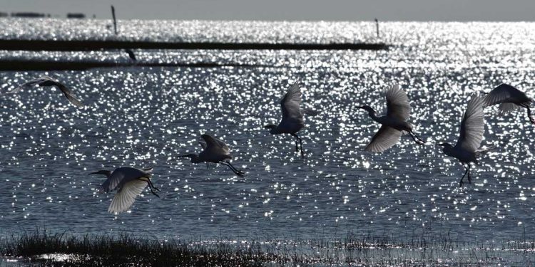 Laguna Merín: Playas de agua dulce y tranquila