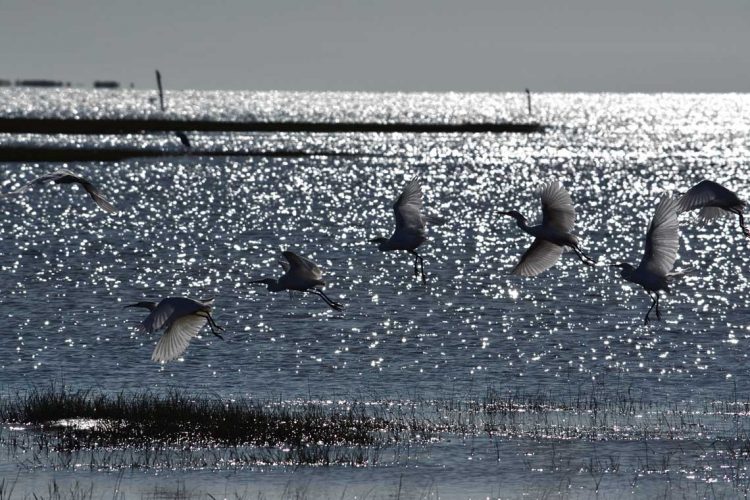 Laguna Merín: Playas de agua dulce y tranquila