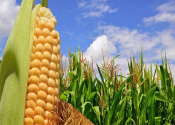 Uruguay es un mercado “interesante” para el maíz paraguayo
