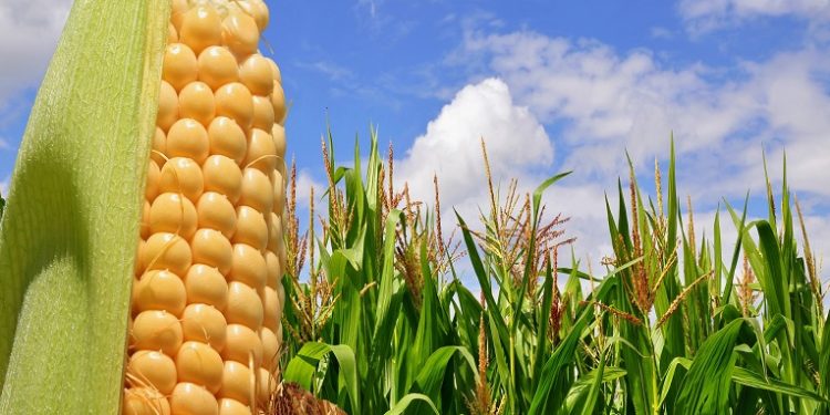 Uruguay es un mercado “interesante” para el maíz paraguayo