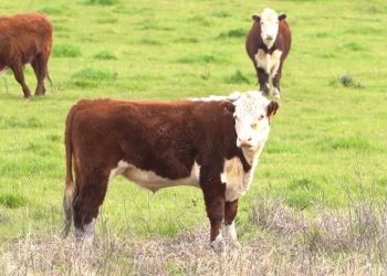Las lluvias juegan un rol preponderante en el mercado de haciendas