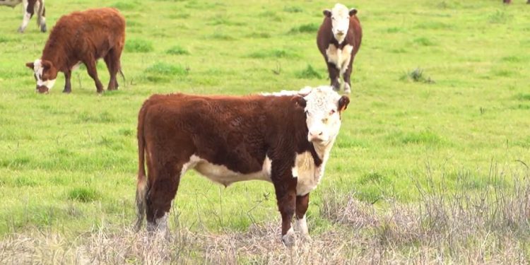 Las lluvias juegan un rol preponderante en el mercado de haciendas
