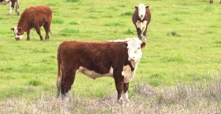 Las lluvias juegan un rol preponderante en el mercado de haciendas