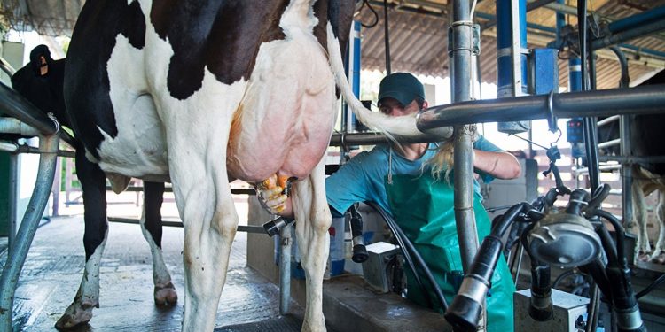 Precio internacional de los lácteos registró la cuarta suba consecutiva: US$ 3.420 por tonelada