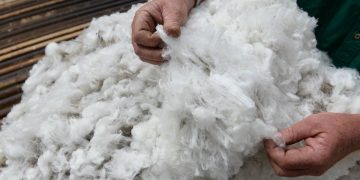 El precio de la lana cerró con subas que lo dejaron próximo a los diez dólares