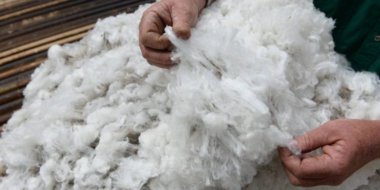 El precio de la lana cerró con subas que lo dejaron próximo a los diez dólares