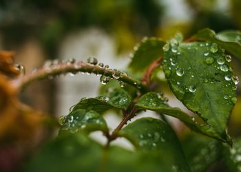 La semana cierra con lluvias en todo el país