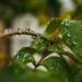La semana cierra con lluvias en todo el país