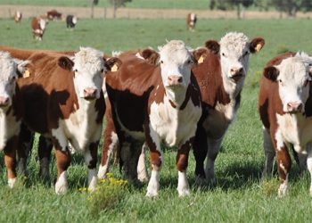 El mercado de haciendas ajustó valores y se mantiene estable