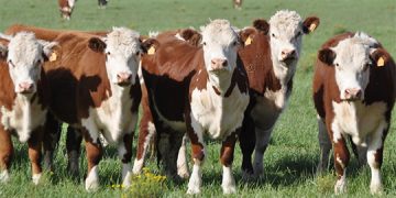 El mercado de haciendas ajustó valores y se mantiene estable