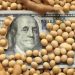 El precio de la Soja llega a U$S 500 la tonelada y se estima que ese valor puede consolidarse
