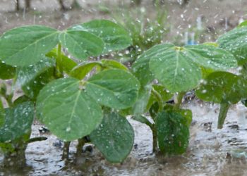 Se debilita “La Niña” y comienzan a normalizarse las precipitaciones al sur del Río Negro