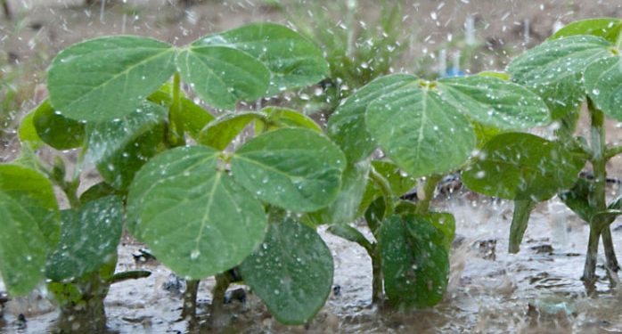 Se debilita “La Niña” y comienzan a normalizarse las precipitaciones al sur del Río Negro