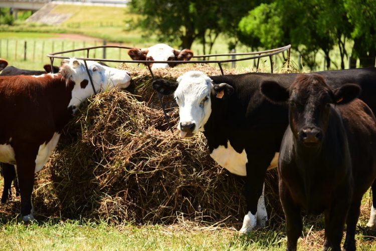 Frigoríficos: El gran desafío 2021 para la cadena cárnica, es crecimiento y diferenciación