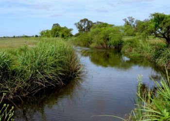 “El modelo de desarrollo forestal para el pastizal natural ha sido perjudicial”